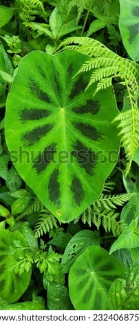 a beautiful image showing a lot of green plants and the leaf is Xanthosoma plant.