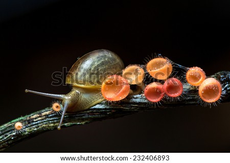 snail on hairy mushroom