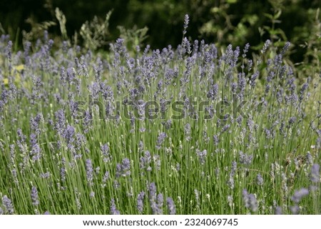 Lavender field with violet flowers in the castle park