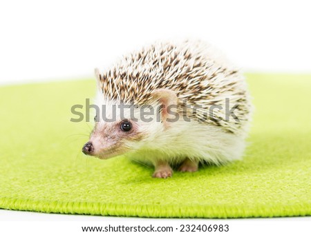 Pygmy hedgehog on a green mat