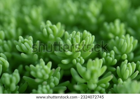 macro green succulent plants close-up, light green Clean Sedum, blurred green succulent, macro photo of a green succulent, macro patterns rose leaves photo from above succulent aloe plant
