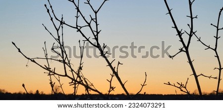 Barren Branches at Evening Twilight 