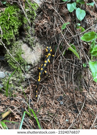 Fire salamander in the mountains after a rain shower