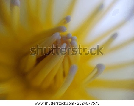 Closeup Picture Of Stamen Of Lotus Flower 
