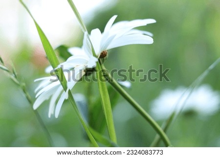 Chamomile floral background, chamomile in the meadow background