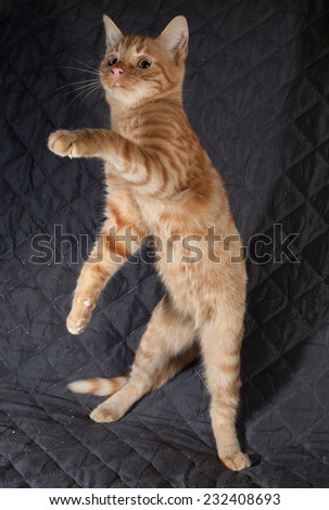 Ginger kitten jumping on black quilted bedspread