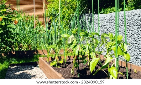 Bell pepper plants grow on a wooden raised bed in a beautiful vegetable garden. Growing plants on plastic supports stakes. Beautiful home garden with organic vegetables. Staking peppers ideas. Royalty-Free Stock Photo #2324090159