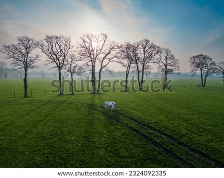 Aerial view panorama of grazing cows in a meadow with grass covered with dewdrops and morning fog, and in the background the sunrise in a small haze. High quality photo