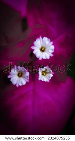 macro view of bougainville flower