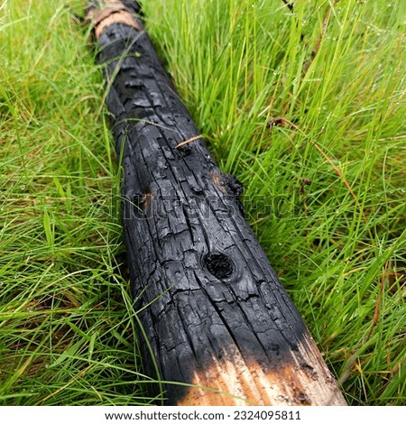 A charred log rests amidst the lush green grass, creating a striking contrast between decay and vibrant life