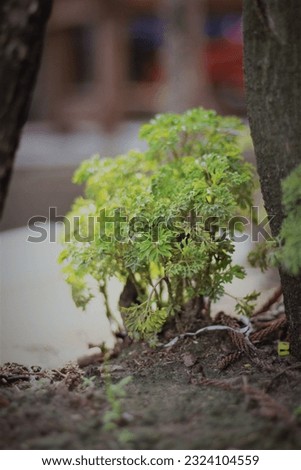 A small green tree on the ground.