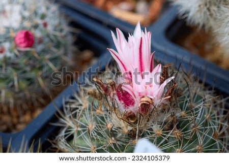 beautiful images with various flowering cacti with selective focus.