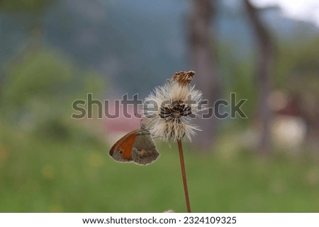 Macro picture of butterfly standing on a flower in the field of flowers.