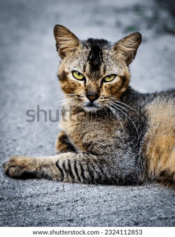 close up photo of a domestic cat with sharp eyes staring at the camera