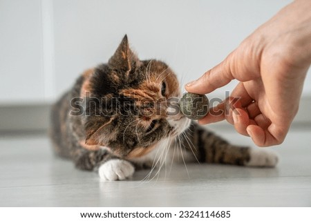 Playful kitty sniff toy from catnip in owners hand. Multicoloured cat play with ball from dark green catmint. Useful entertainment for pets. Love house animals. Buy toy for tomcat. Tomcat go nuts Royalty-Free Stock Photo #2324114685