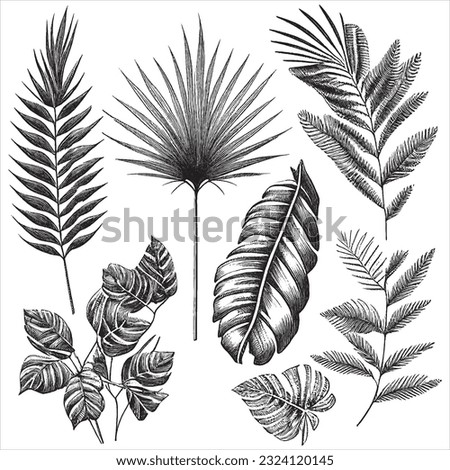 Hand Drawn Engraving Pen and Ink Palm Leaves Collection Vintage Vector Illustration