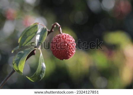 Take a picture of a lychee tree that grows a lot of fruit