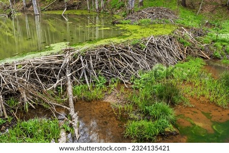 Beaver's dam made from lots of sticks and mud. Big beaver dam. Royalty-Free Stock Photo #2324135421
