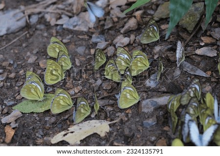 Shooting a group of butterflies resting on the moist soil by the stream