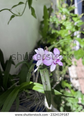 Purple orchid and sunshine in the morning