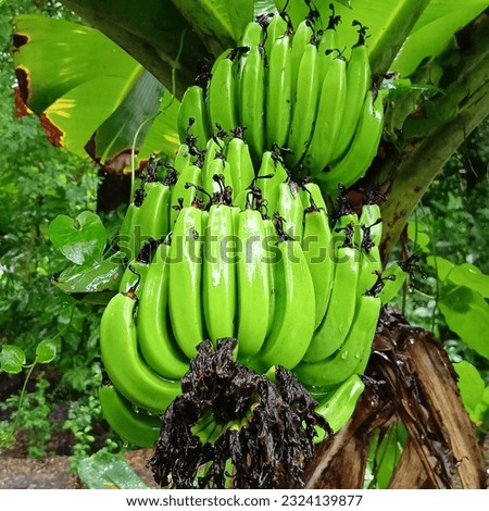 it is a beautiful banana.
the banana is green colour. 