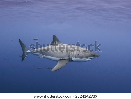 The perfect shot of a Great white shark