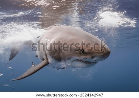 A Great white shark very close
