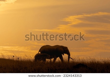 A creative silhoutte photo of a African elephant shot in Masai Mara Kenya