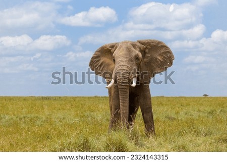 A photo of a African elephant shot in Masai Mara Kenya