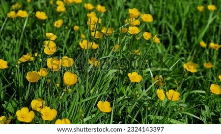 Yellow flowers of Ranunculus repens or the creeping buttercup, in the garden. Yellow buttercup flowers on green meadow. Spring floral background. Royalty-Free Stock Photo #2324143397