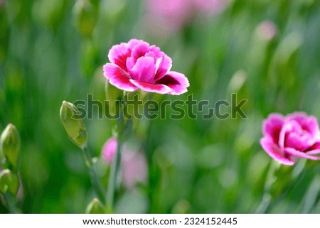 creative nature, flowers, pink flowers, pink grass, flowers in summer nature
