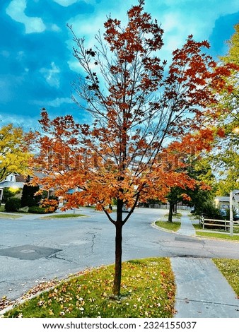 Iconic and vibrant, maple leaf trees showcase Canada's beauty. Their fiery foliage creates a stunning autumn spectacle, capturing nature's artistry.