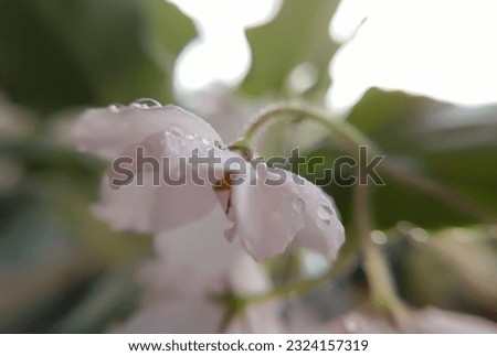 pink violet flower with water drops close up