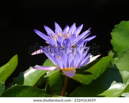 Purple water lilies symbolise power
