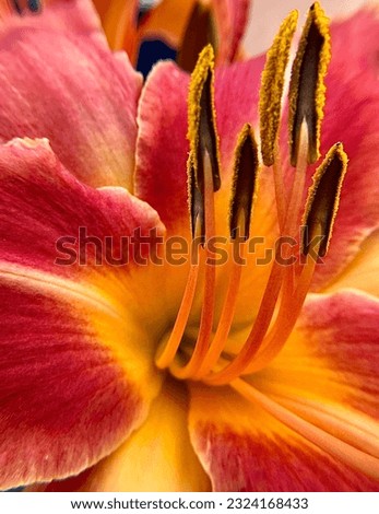 Macro Detail of the Pink, Yellow, and Orange Lily Center Stems with Pollen 