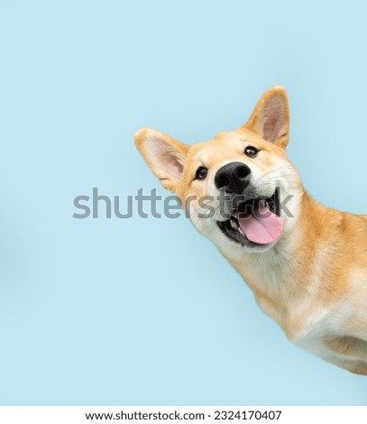 Portrait funny and happy shiba inu puppy dog peeking out from behind a blue banner. Isolated on blue pastel background Royalty-Free Stock Photo #2324170407