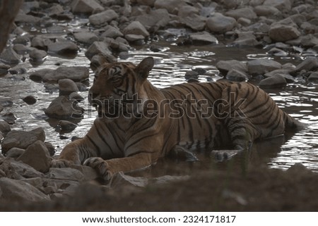 Tiger recharging itself for the next hunt.
