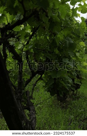 Vine tree in vineyard, greenery