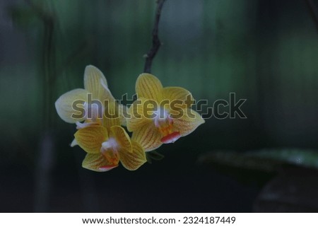 Orchid flowers are very nice color.