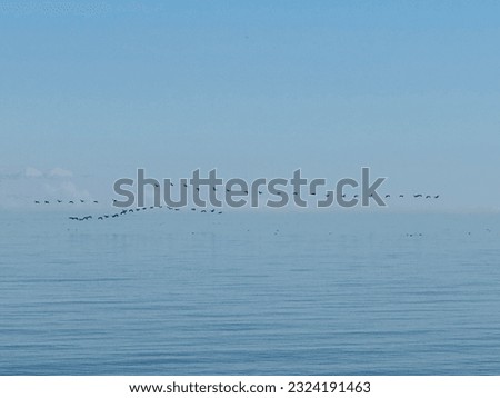 A flock of graceful birds soars above shimmering waters, against a backdrop of a breathtakingly clear sky.
