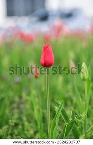 red tulip, harbinger of spring