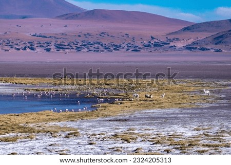 Wild fauna in the red lagoon in the bolivian altiplano Royalty-Free Stock Photo #2324205313