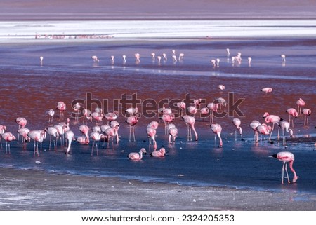 Wild fauna in the red lagoon in the bolivian altiplano Royalty-Free Stock Photo #2324205353