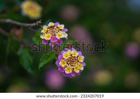 Beautiful  floral garden and flowers stock photo