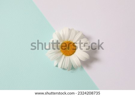 chamomile on two colored background