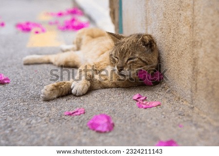 Cute cat with flowers walking on a street stock photo