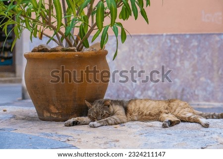Cute cat with flowers walking on a street stock photo