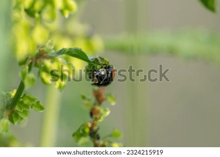 Beneficial insect ladybug red wings and black dotted hunting for plant louses as biological pest control and natural insecticide for organic farming with natural enemies reduces agriculture pesticides