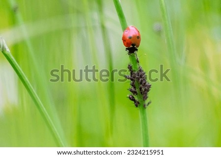 Beneficial insect ladybug red wings and black dotted hunting for plant louses as biological pest control and natural insecticide for organic farming with natural enemies reduces agriculture pesticides Royalty-Free Stock Photo #2324215951