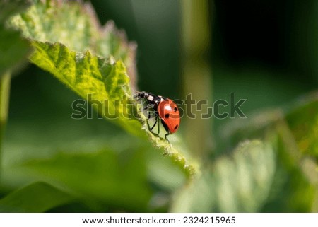 Beneficial insect ladybug red wings and black dotted hunting for plant louses as biological pest control and natural insecticide for organic farming with natural enemies reduces agriculture pesticides Royalty-Free Stock Photo #2324215965